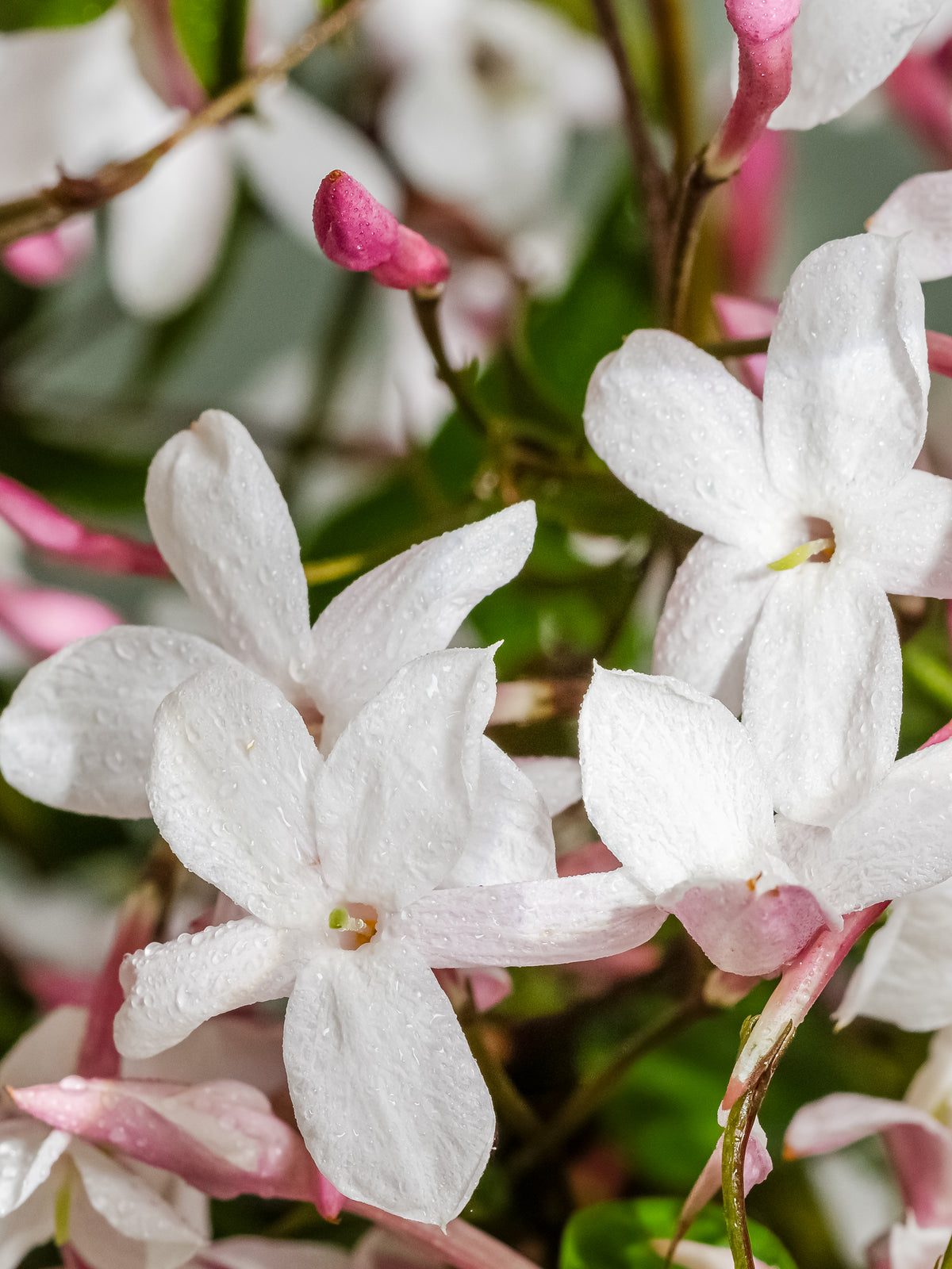 The Smell of Spring