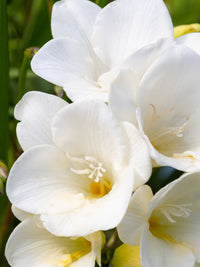 Close-up of fressia flowers with a blurred green background
